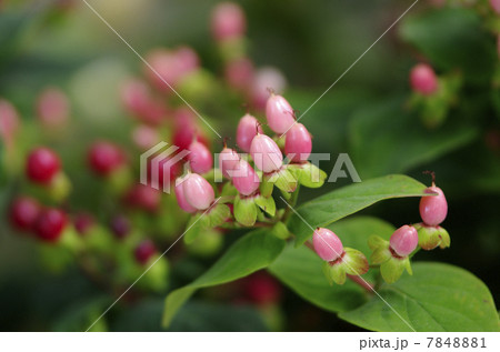 ヒペリカム・アンドロサエマムの実 ヒペリカム・アンドロサエマムの実 7848881