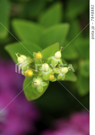ヒペリカム・アンドロサエマムの花 ヒペリカム・アンドロサエマムの花 7848882