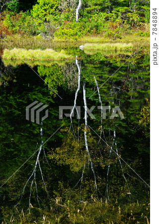 乗鞍高原の牛留池2 7848894