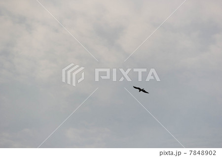 空を飛ぶ海鳥　鳥の写真素材 7848902