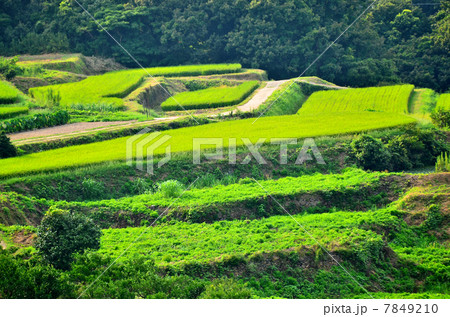日本の棚田 7849210