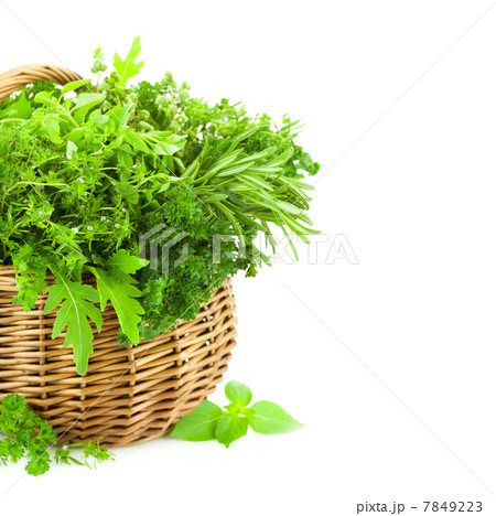 Fresh Spicy Herbs in Basket / isolated on white Fresh Spicy Herbs in Basket / isolated on white 7849223