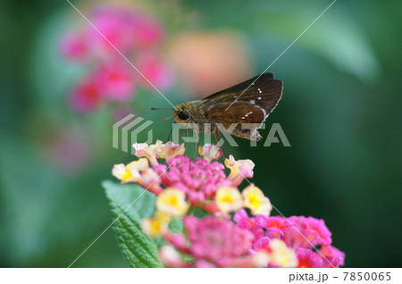 一文字挵イチモンジセセリ と 七変化 一文字挵イチモンジセセリ と 七変化 7850065