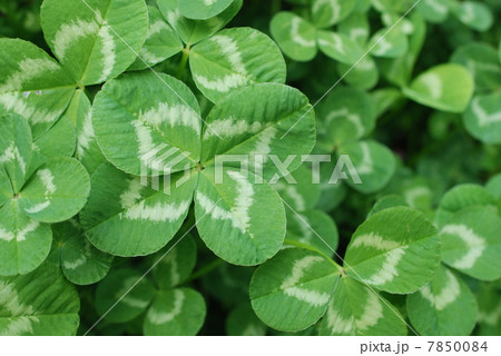 四葉のクローバー 7850084