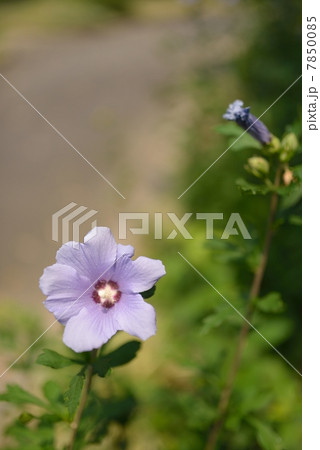 ムクゲ ムクゲ 7850085