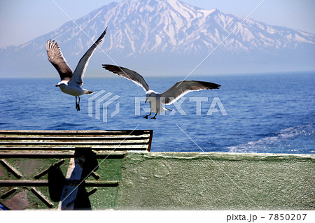 利尻礼文サロベツ国立公園　利尻島　 7850207