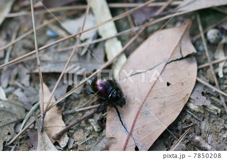 雪隠黄金センチコガネと申します。 7850208