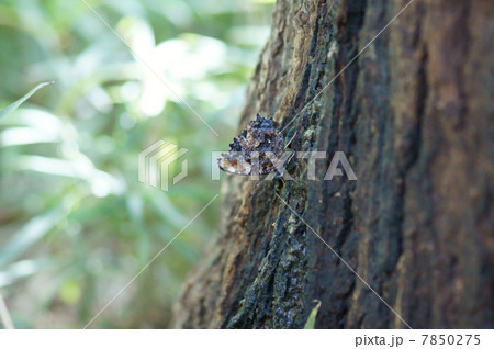 瑠璃立羽　ルリタテハ　真ん中にいます。 7850275