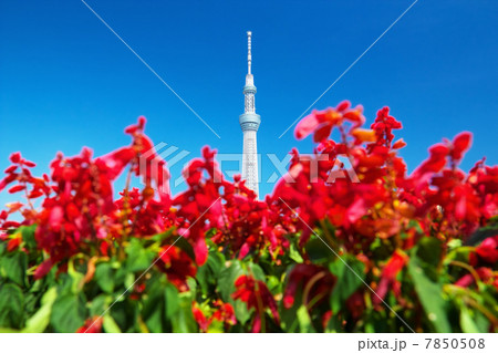 スカイツリーとサルビア スカイツリーとサルビア 7850508
