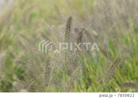 力芝　チカラシバと申します。大ネコジャラシではありません。 7850622