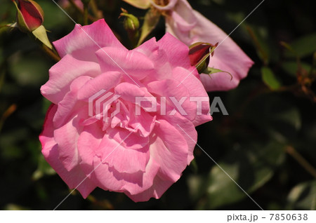 大ぶりなピンクの薔薇 大ぶりなピンクの薔薇 7850638