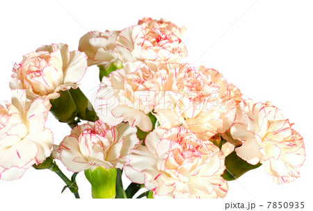 White-pink carnation flowers White-pink carnation flowers 7850935