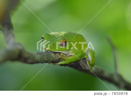 森に棲む蛙 森に棲む蛙 7850978