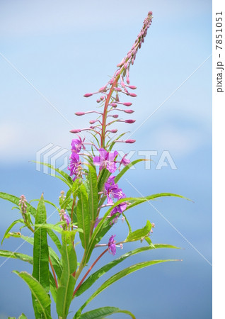 ヤナギラン ヤナギラン 7851051