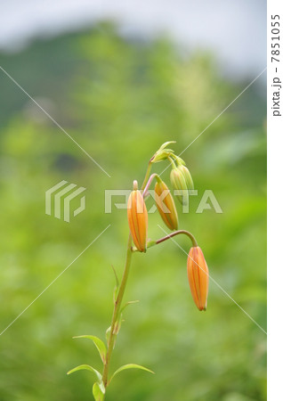 コオニユリのつぼみ 7851055