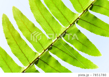 leaf fragment of window ferny plant light sky background 7851780