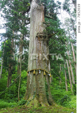 山形 羽黒山 山形 羽黒山 7852039