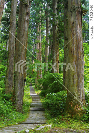 山形　羽黒山 7852046