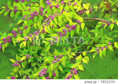 愛らしいコムラサキの実 7852243