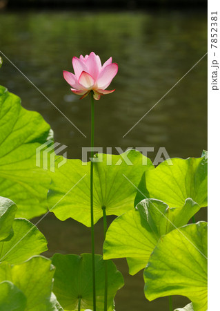 修景池のピンク色のハスの花・ネール蓮 7852381