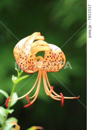 オレンジ色で濃紅色の斑点がある百合の花・鬼百合 オレンジ色で濃紅色の斑点がある百合の花・鬼百合 7852517