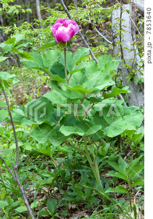 peony flower 7853640