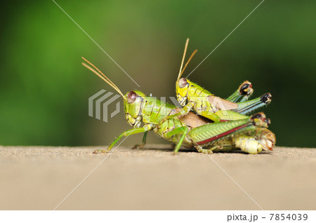 ミヤマフキバッタの交尾 ミヤマフキバッタの交尾 7854039