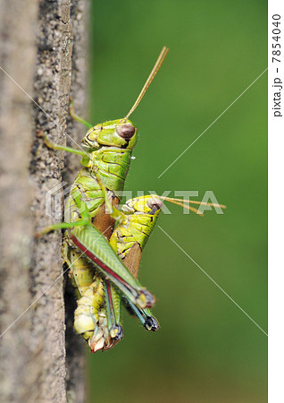 ミヤマフキバッタの交尾 ミヤマフキバッタの交尾 7854040