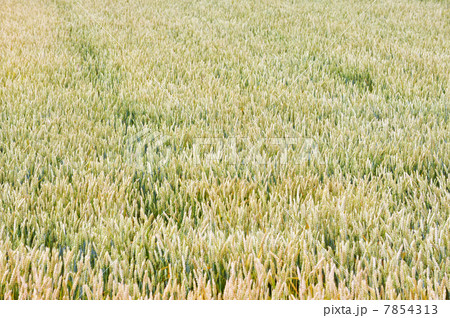 麦畑 7854313
