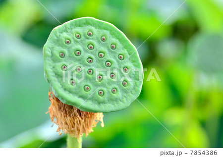 ハスの花托 ハスの花托 7854386