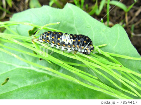 キアゲハの幼虫 7854417