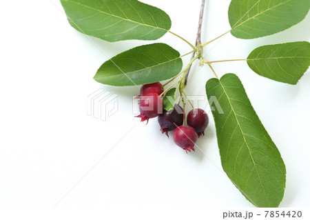 ジューンベリー 7854420