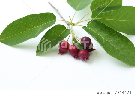 ジューンベリー 7854421