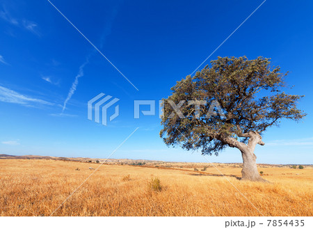 Single tree in a wheat field on a background of blue sky Single tree in a wheat field on a background of blue sky 7854435