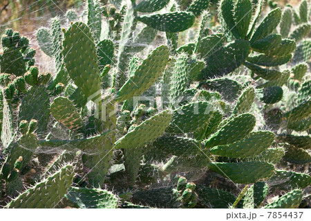 Bush green prickly cactus with spider web 7854437