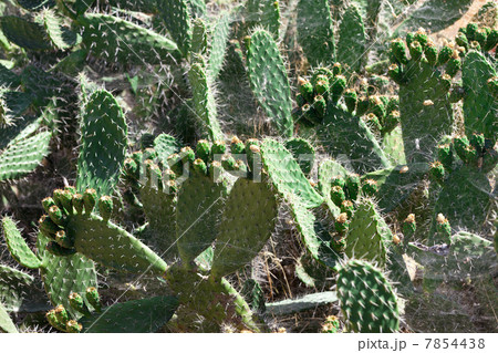 Bush green prickly cactus with spider web Bush green prickly cactus with spider web 7854438