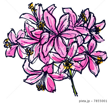 nerine13730pix1 7855001