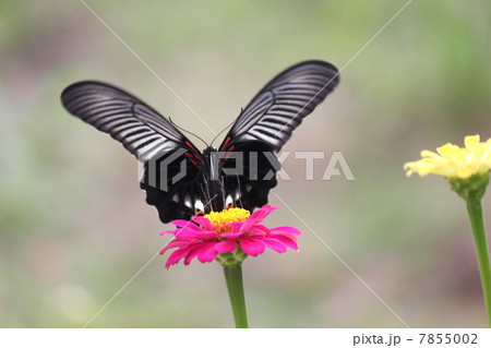 ナガサキアゲハ ナガサキアゲハ 7855002