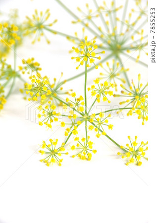 フェンネル 7855253