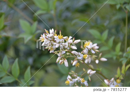 南天の花 7855277