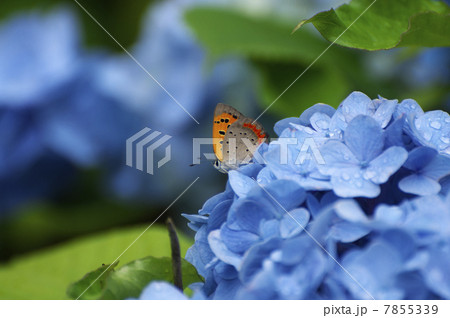 蝶と雨に濡れた紫陽花 蝶と雨に濡れた紫陽花 7855339