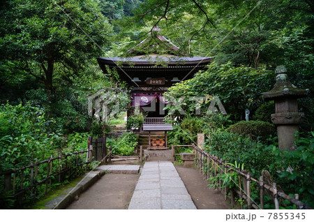 北鎌倉 円覚寺 黄梅院 ・ 観音堂 ( 神奈川県 鎌倉市 山ノ内 ) 北鎌倉 円覚寺 黄梅院 ・ 観音堂 ( 神奈川県 鎌倉市 山ノ内 ) 7855345