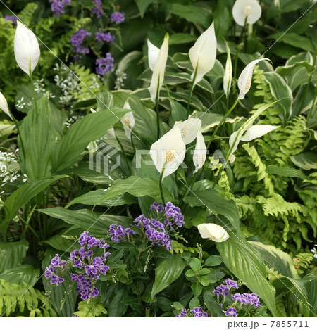 スパティフィラムとデュランタ・タカラヅカ スパティフィラムとデュランタ・タカラヅカ 7855711