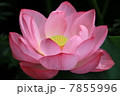 蓮３ 7855996