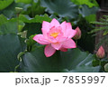 蓮４ 7855997