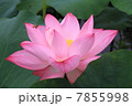 蓮５ 7855998