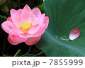 蓮６ 7855999