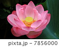蓮７ 7856000