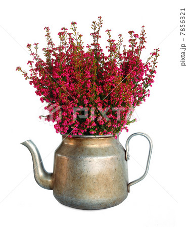 Bunch of heather in vintage metal pot, isolated Bunch of heather in vintage metal pot, isolated 7856321