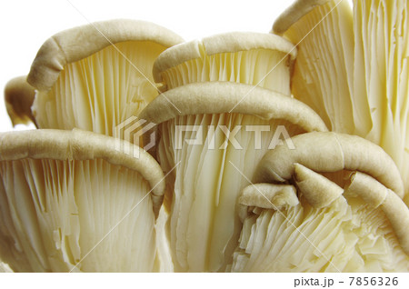 Oyster mushrooms in detail 7856326